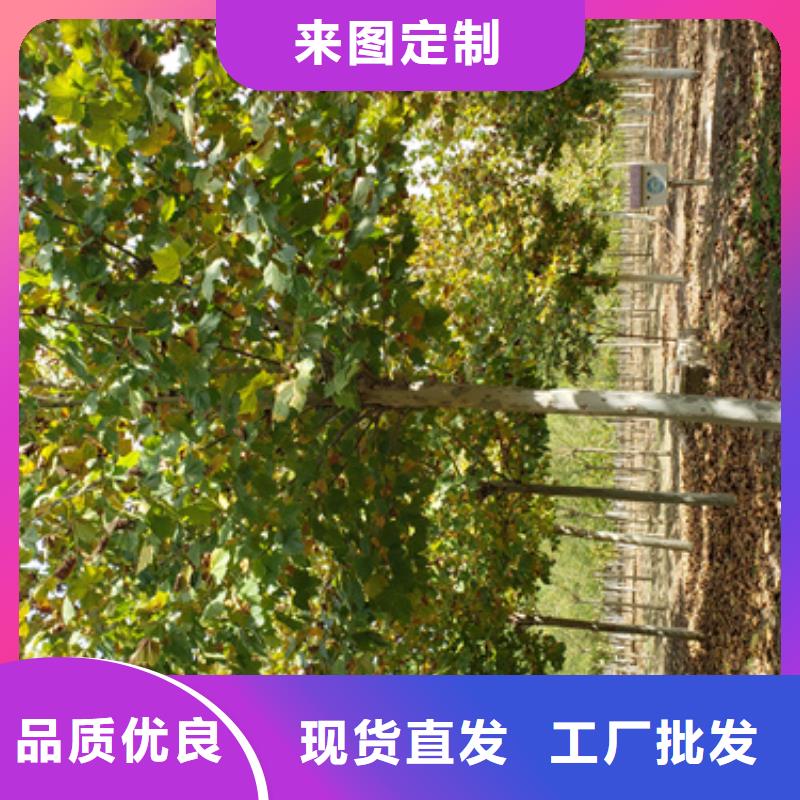 法桐美国红枫打造行业品质