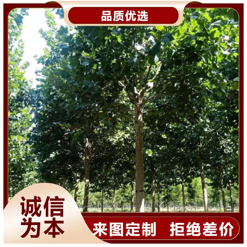 法桐专业供应商