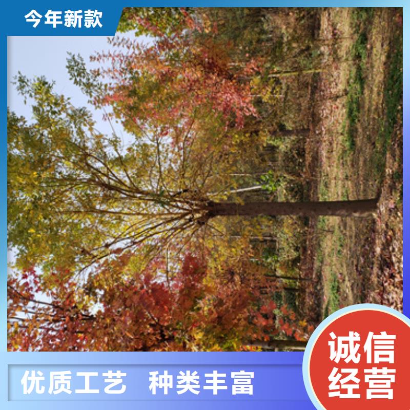 法桐黄金槐安装简单
