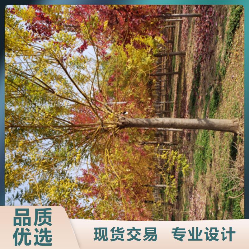 法桐_黄金槐保质保量