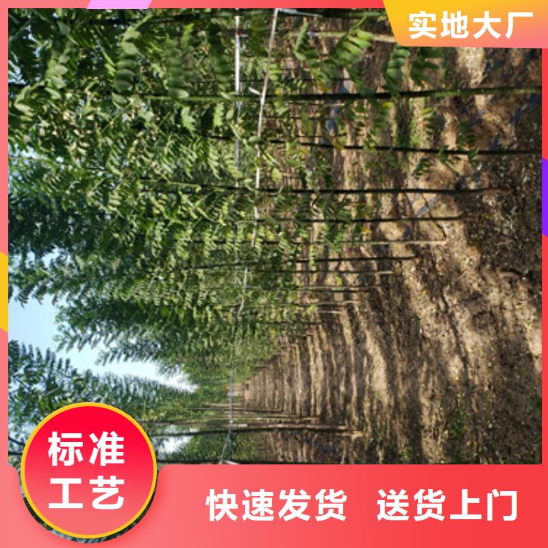 造型法桐放心选择绿化苗木