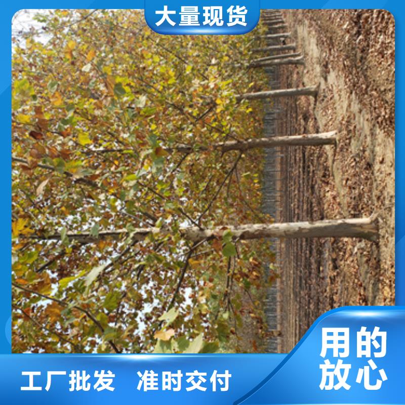 法桐,白蜡为品质而生产