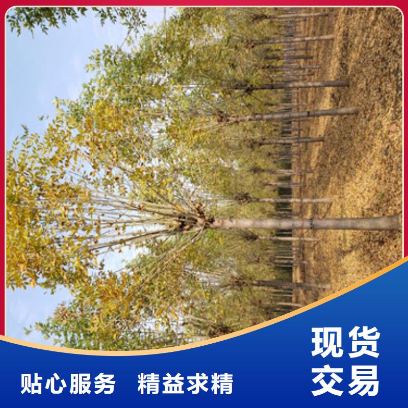 法桐炫丽海棠用心做好细节