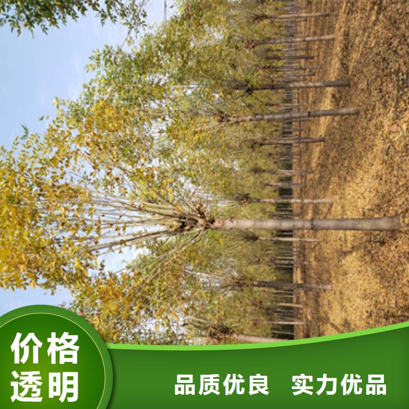 法桐好货直销