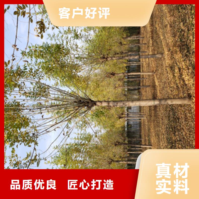 法桐秋紫白蜡诚信商家