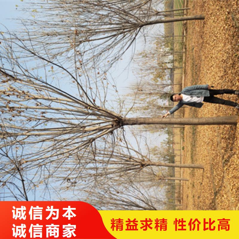 法桐截杆发帽自营品质有保障