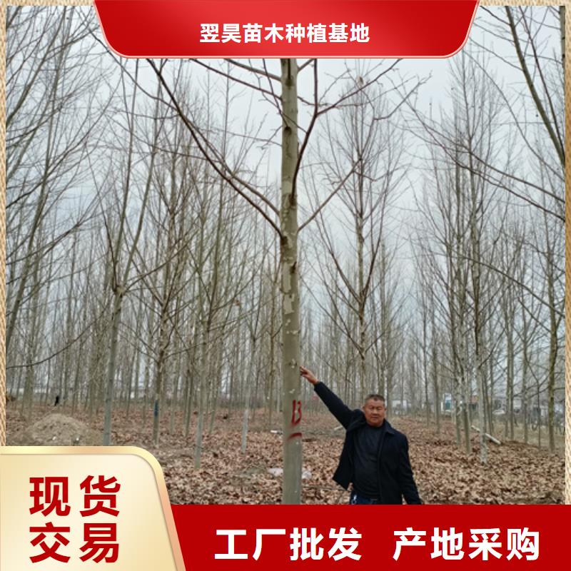 法桐秋紫白蜡诚信商家