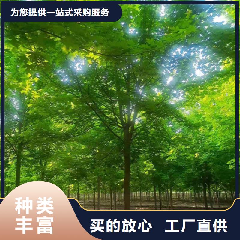 法桐_黄金槐保质保量