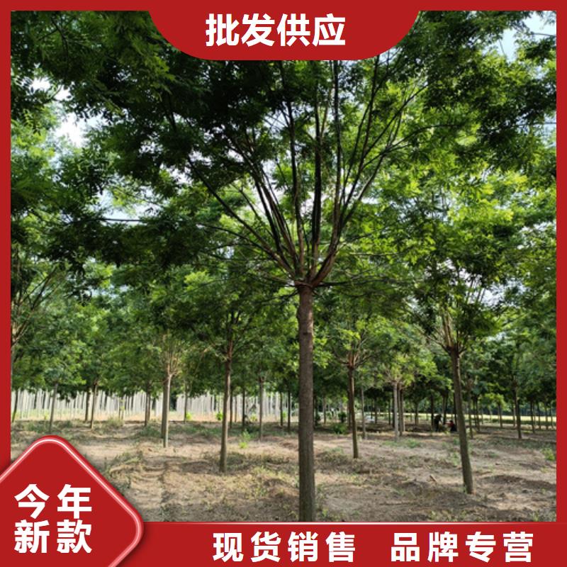 法桐黄金槐快捷的物流配送