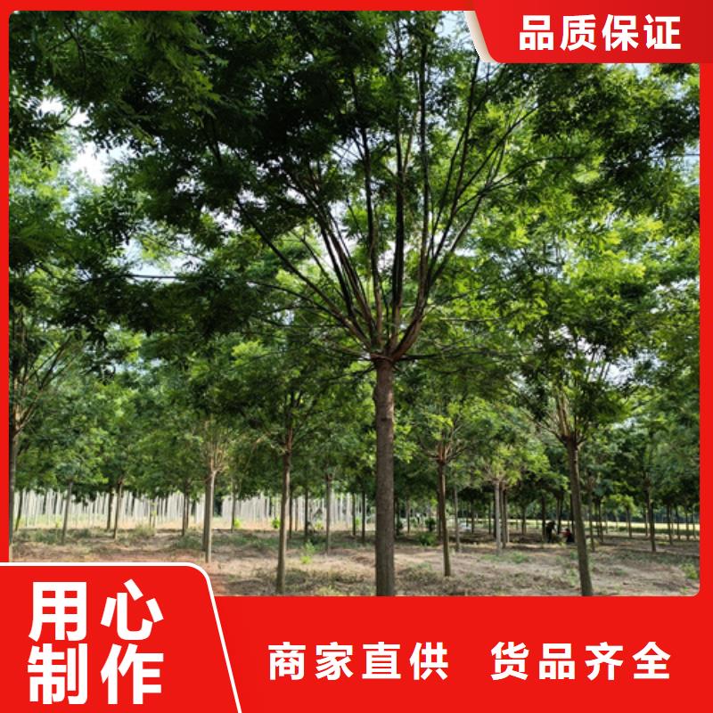 法桐截杆发帽适用场景