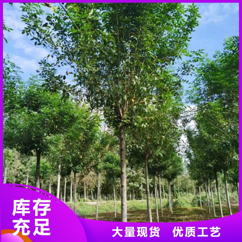 法桐价格畅销全国绿化苗木