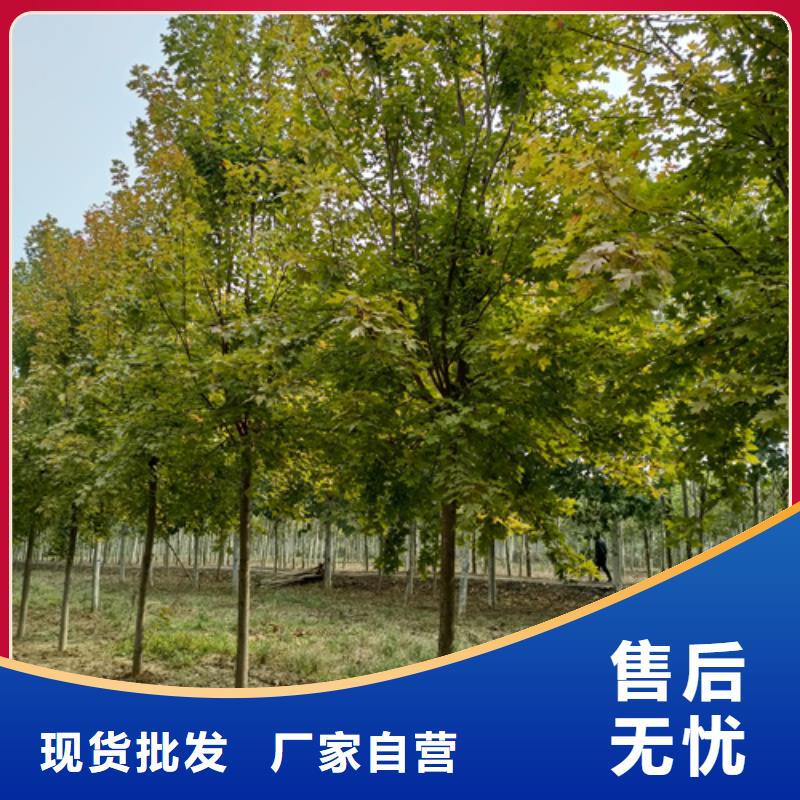 法桐【美国红枫】专业品质