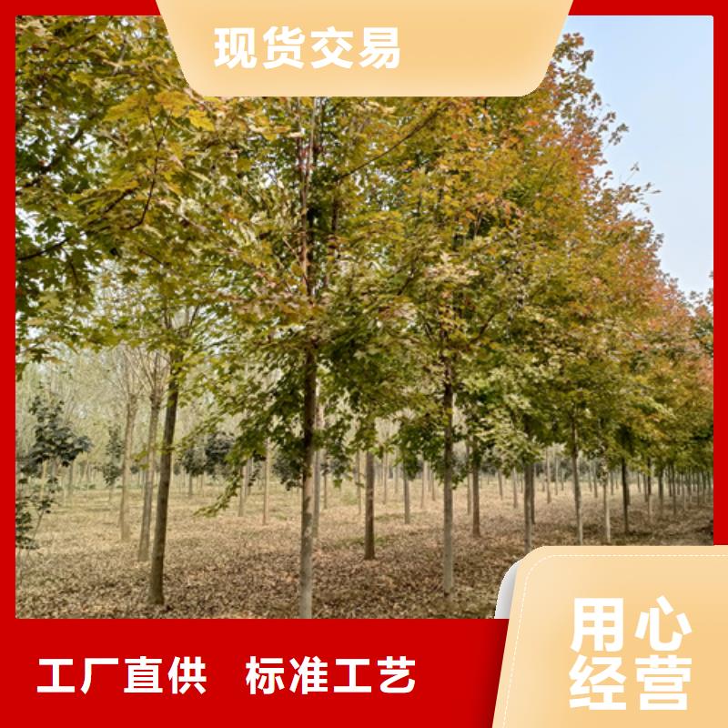 翌昊原生冠法桐法桐品质优选二八商务