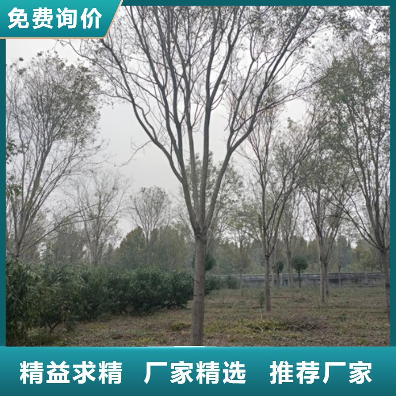 法桐截杆发帽专业生产制造厂