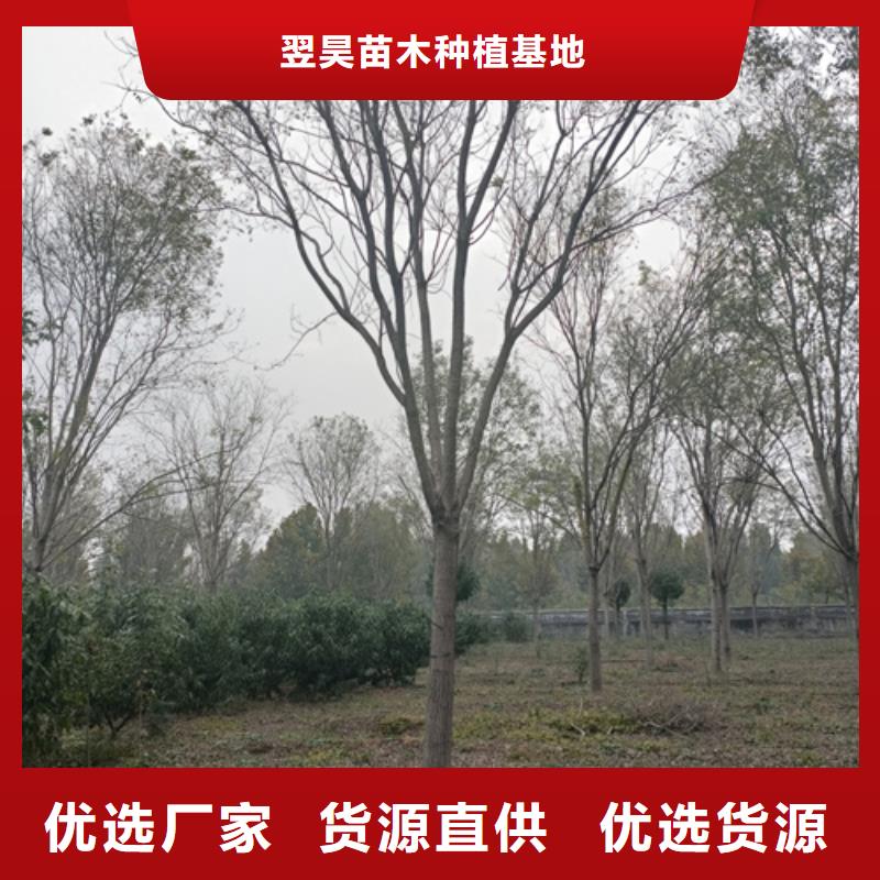 法桐五角枫专注细节使用放心