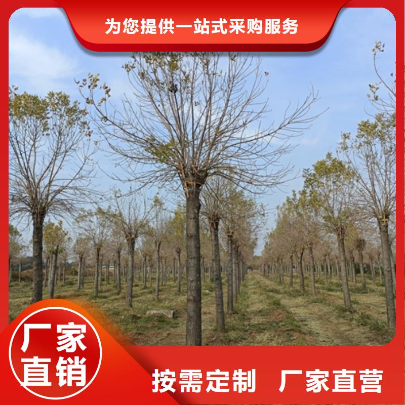 法桐,北京栾实体厂家支持定制