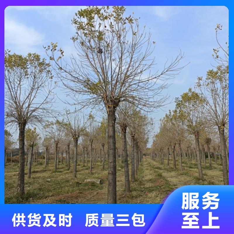法桐_金叶白蜡工艺层层把关