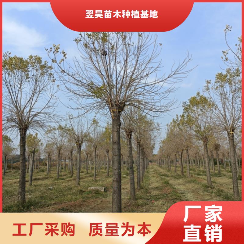 法桐美国红枫欢迎来电咨询