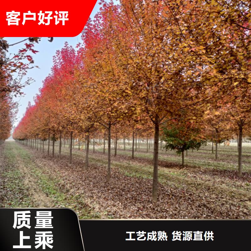 法桐黄金槐快捷的物流配送
