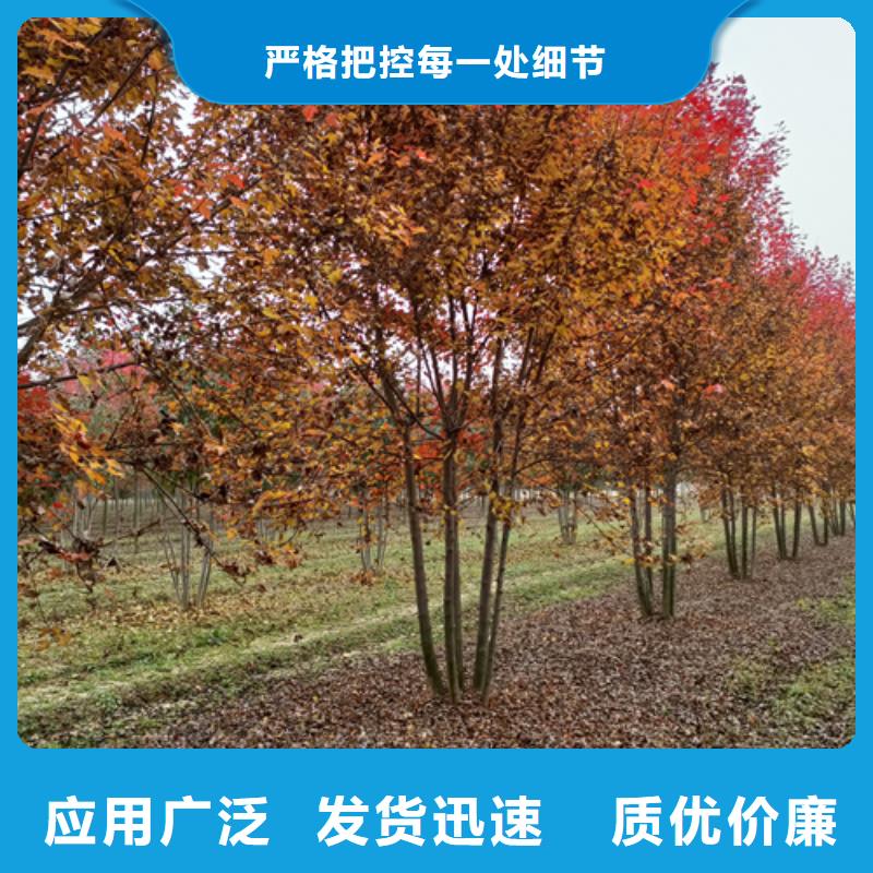 法桐黄金槐经销商