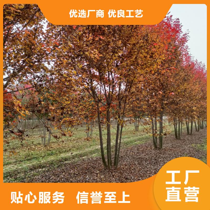 法桐【美国红枫】专业品质