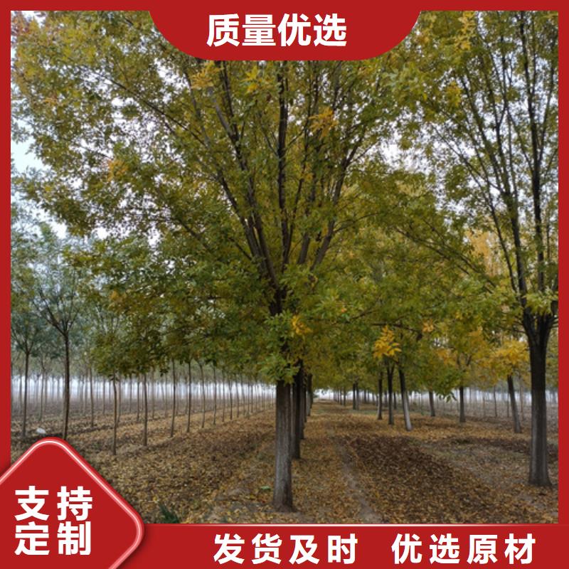 速生法桐质量好的厂家