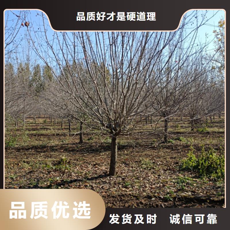 法桐金叶复叶槭经验丰富品质可靠