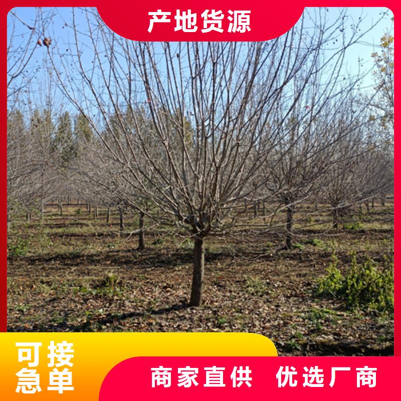 法桐美国红枫严选用料