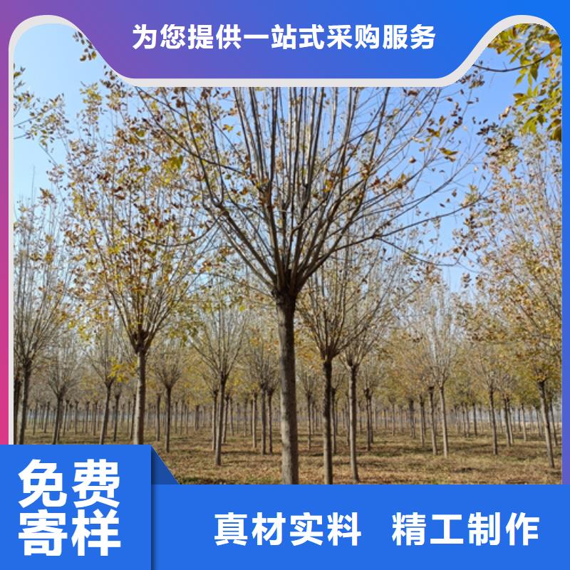法桐好货直销