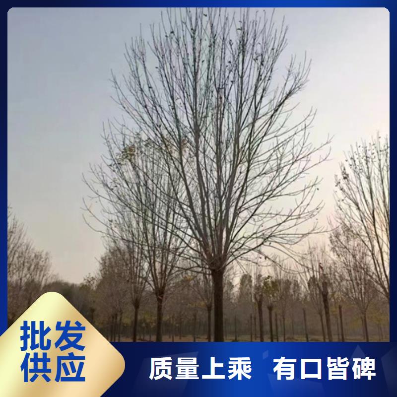 翌昊原生冠法桐法桐品质优选二八商务