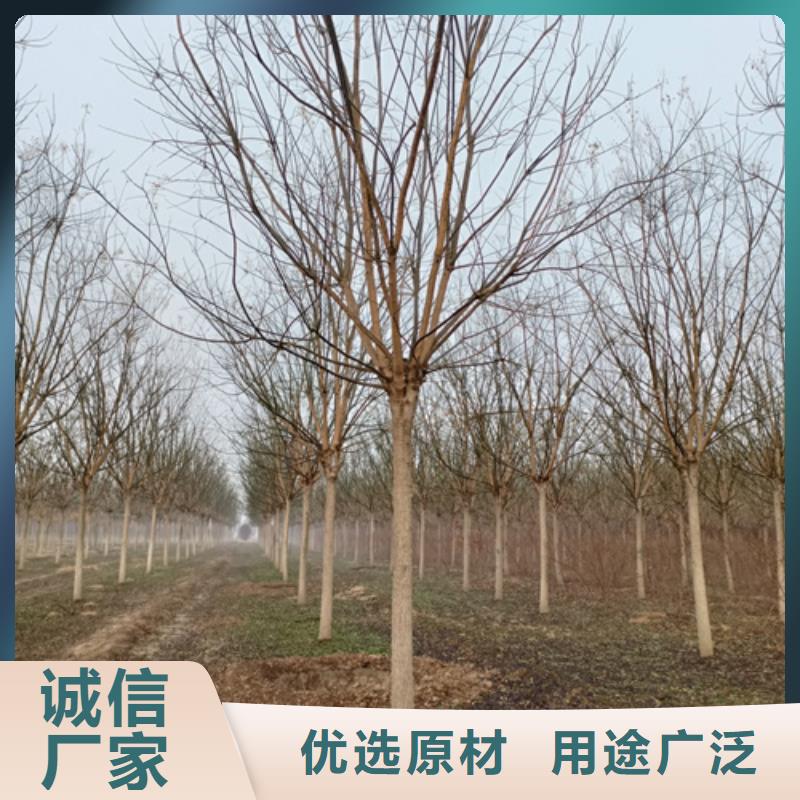 优惠的速生法桐