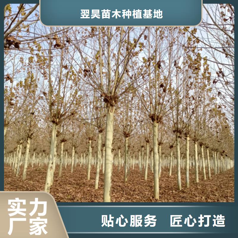 法桐-金叶槐品质过硬