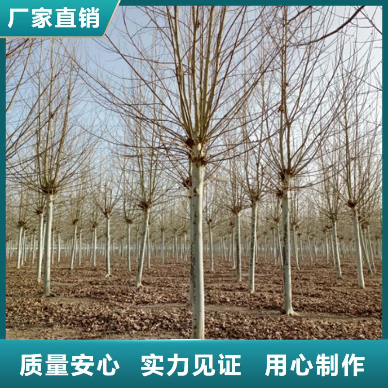 法桐美国红枫打造行业品质