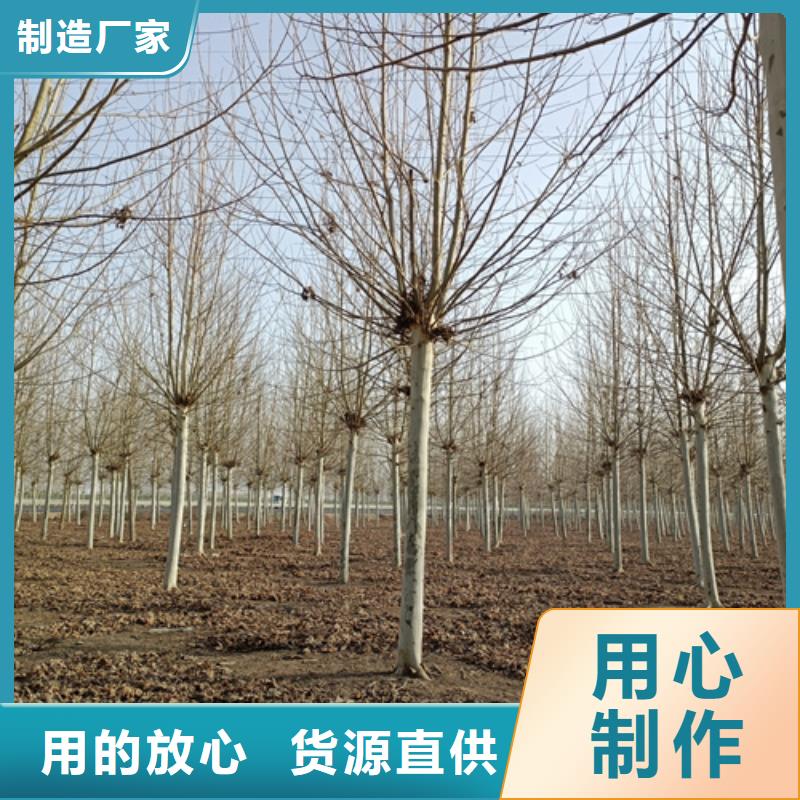法桐行情量大优先发货
