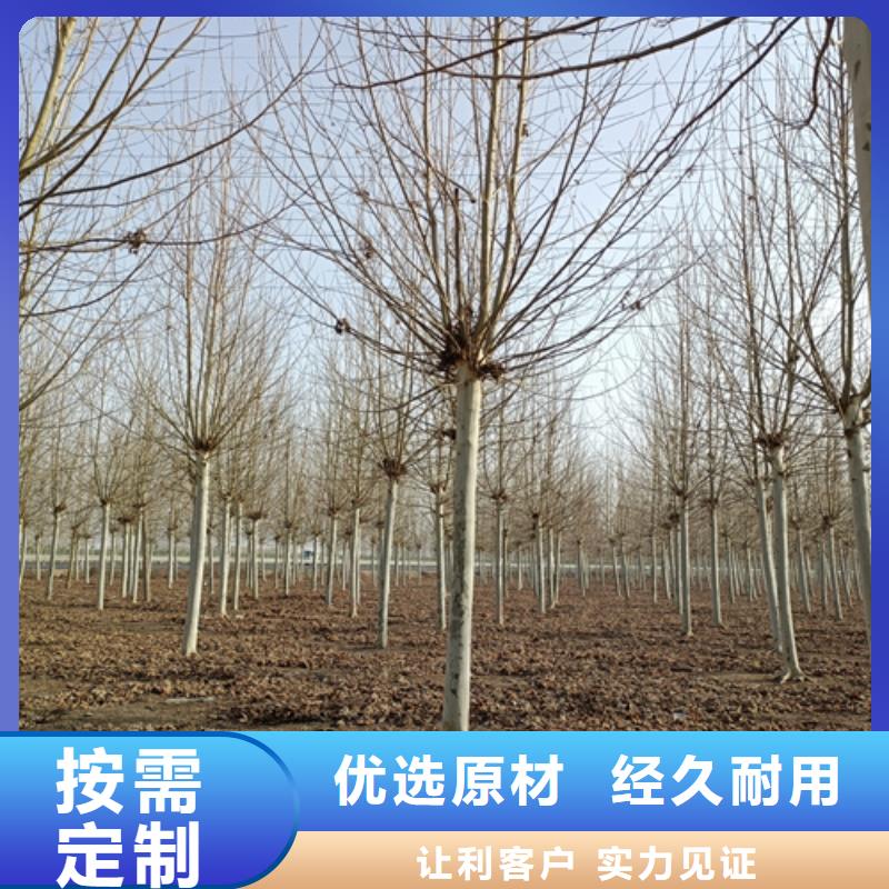 法桐黄金槐快捷的物流配送