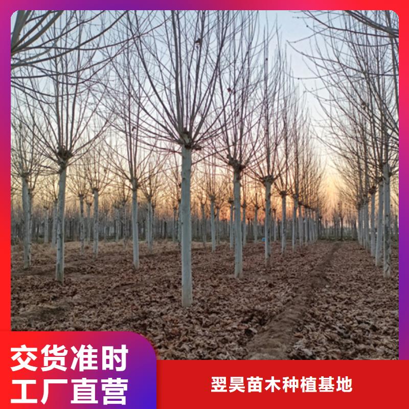 法桐五角枫专注细节使用放心