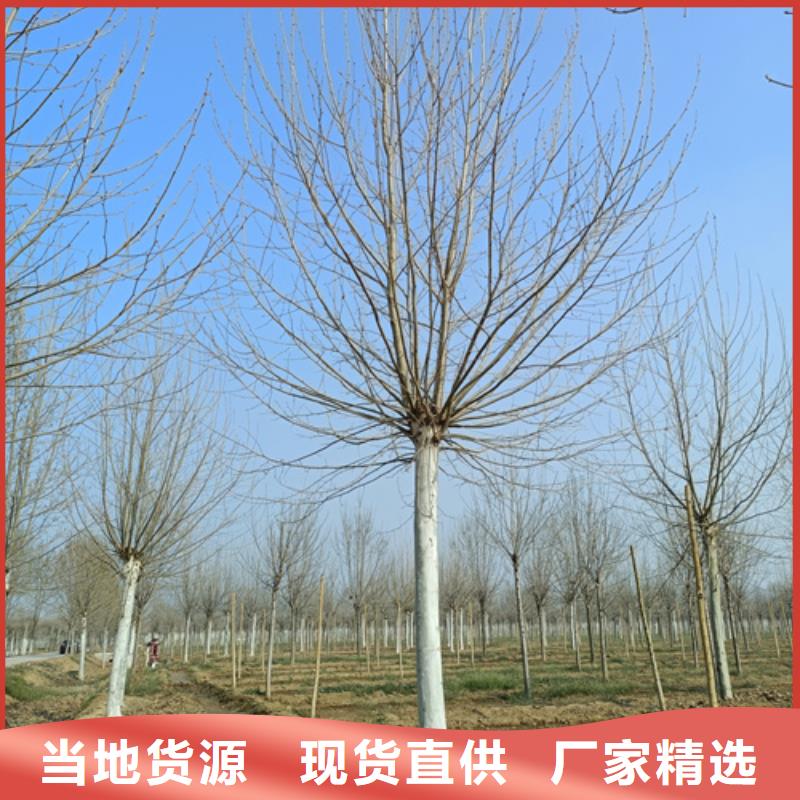 法桐【美国红枫】专业品质