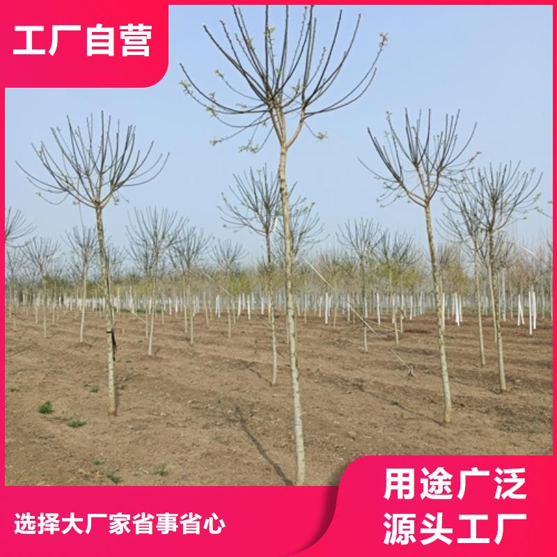 法桐好货直销