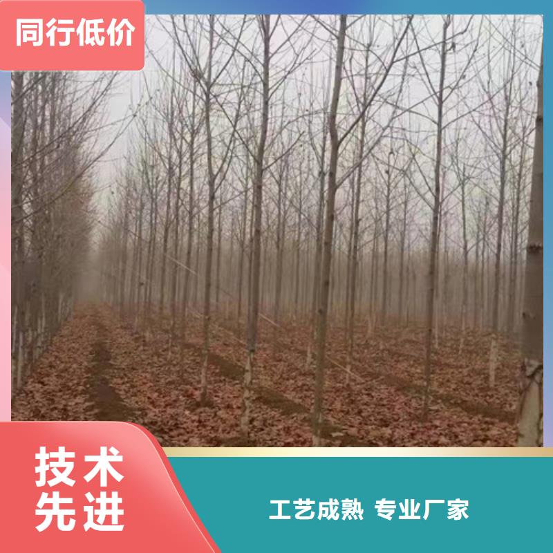 买法桐行情全国统一价