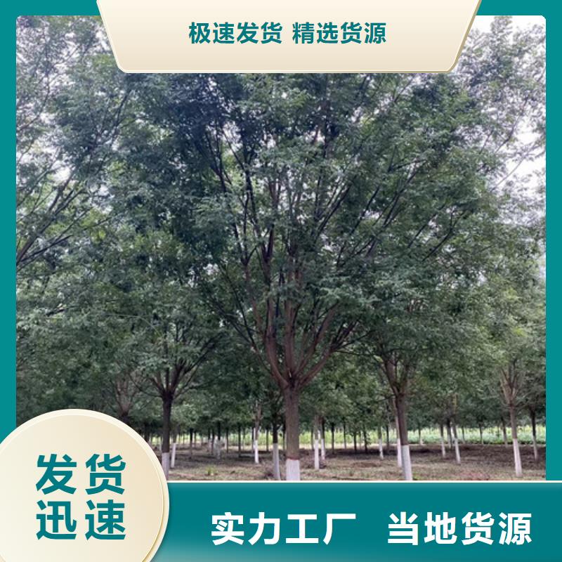 法桐,炫丽海棠满足多种行业需求
