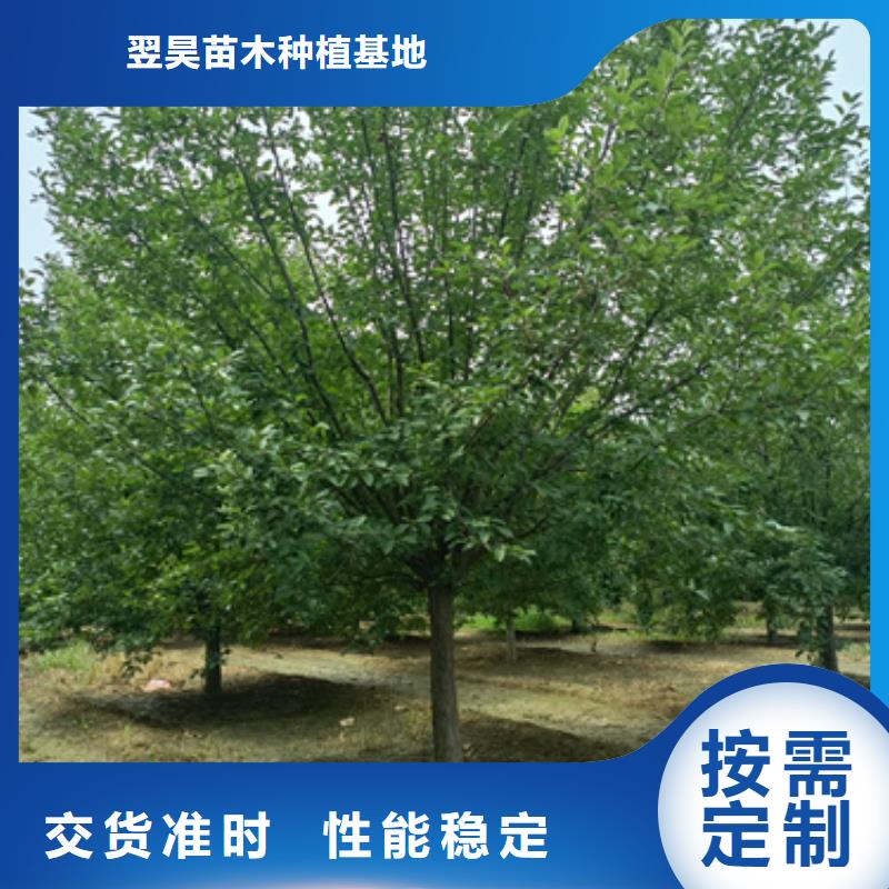 法桐截杆发帽适用场景