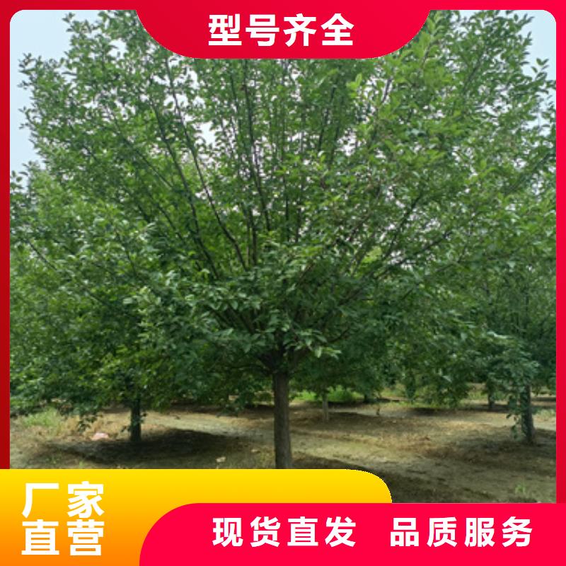造型法桐-造型法桐放心之选