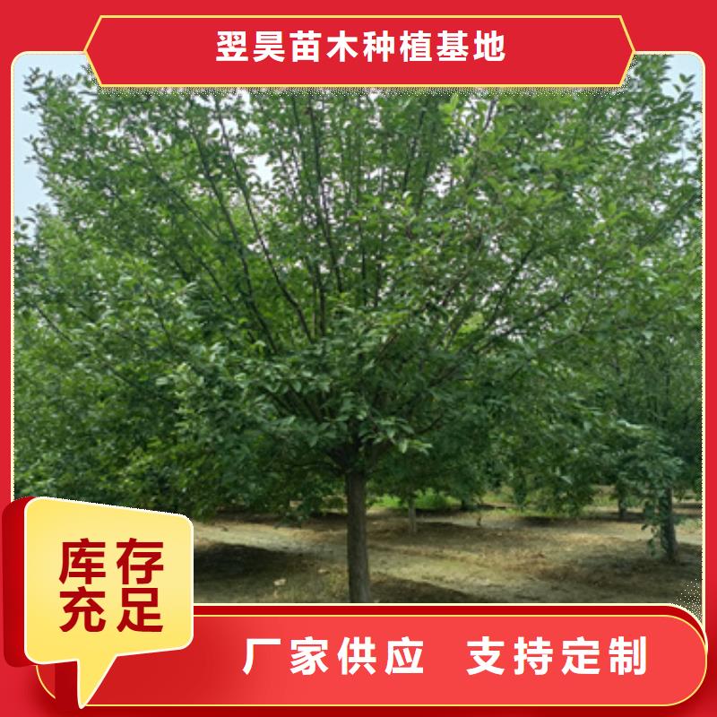 法桐【美国红枫】专业品质