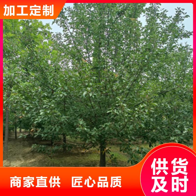 法桐黄金槐源厂定制