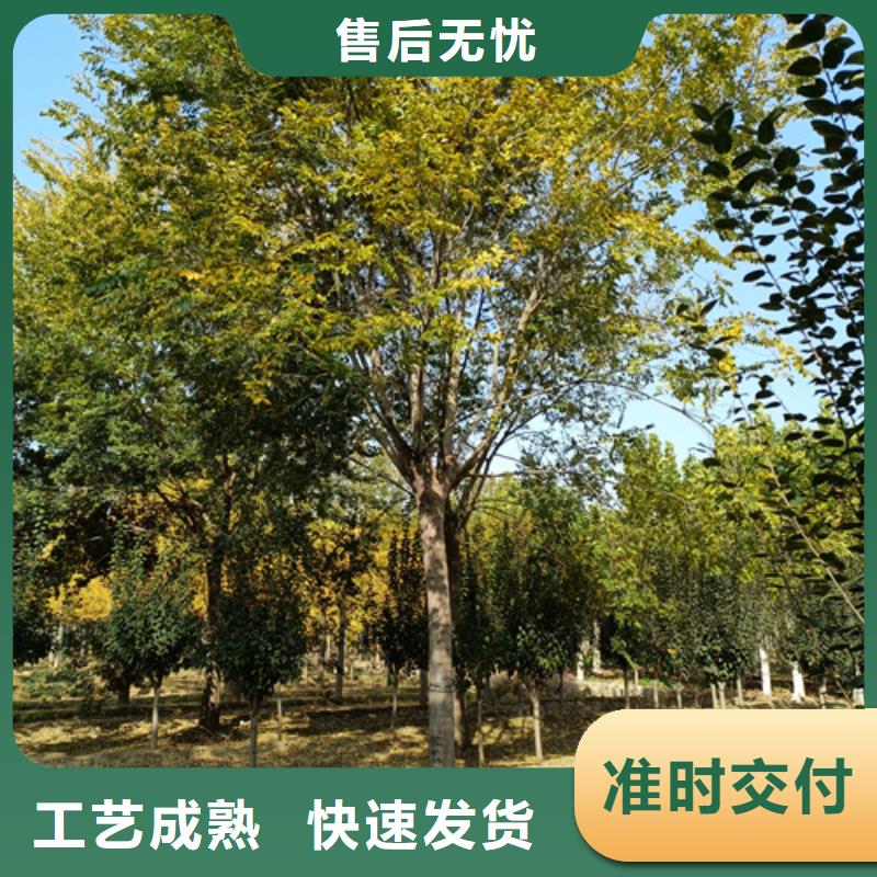 法桐截杆发帽适用场景
