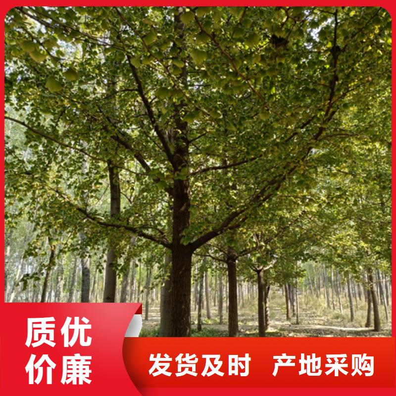 法桐截杆发帽自营品质有保障