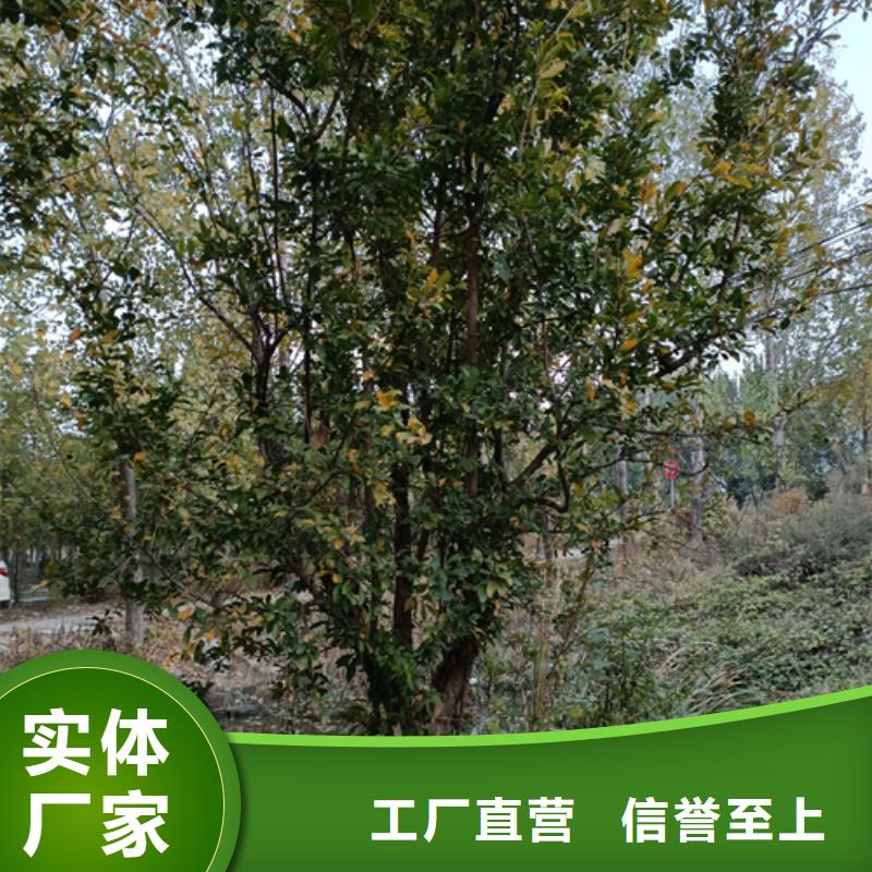 法桐_金叶白蜡工艺层层把关