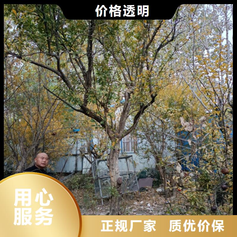 法桐国槐欢迎来电咨询