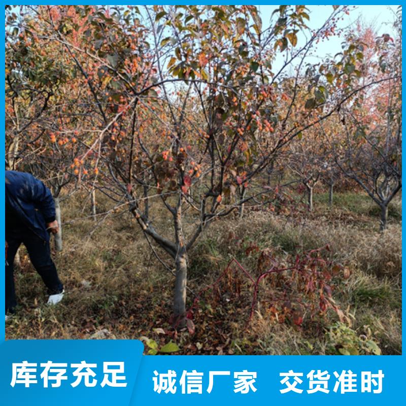 法桐美国红枫打造行业品质