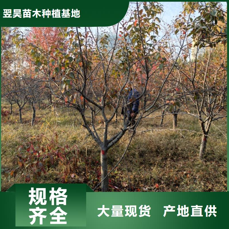 造型法桐-造型法桐放心之选